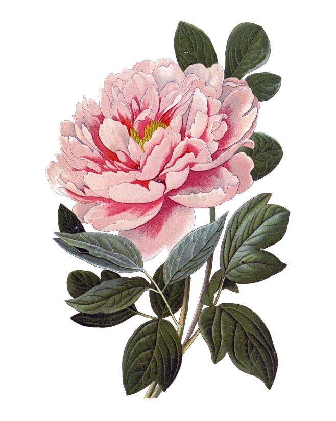 【PNG素材网-png.mixinnet.cn】#写实# #花卉#
