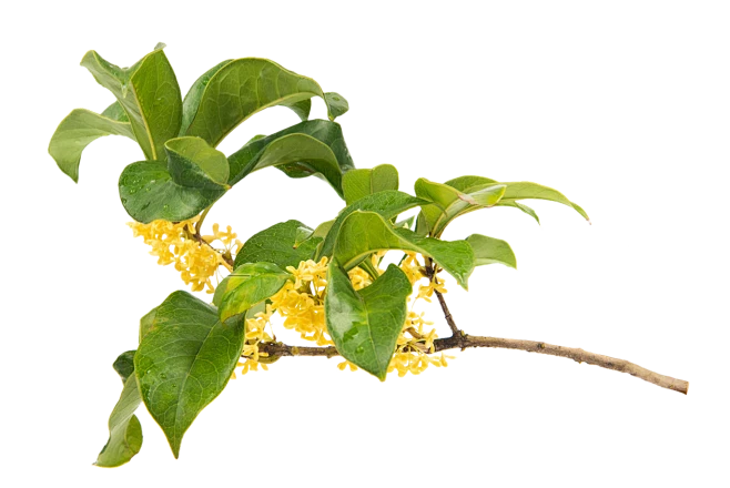 【PNG素材网-png.mixinnet.cn】桂花枝/桂花