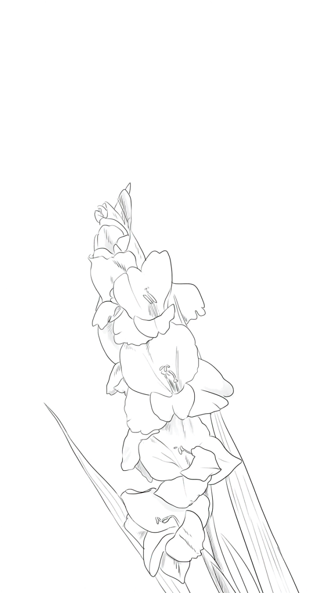 【PNG素材网-png.mixinnet.cn】唐菖蒲 别名：十样锦、剑兰、菖兰、荸荠莲