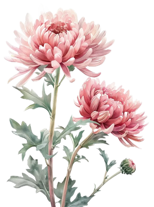 【PNG素材网-png.mixinnet.cn】菊花元素菊花PNG菊花手绘免抠素材