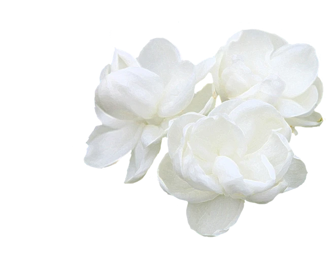 【PNG素材网-png.mixinnet.cn】小暑 茉莉花