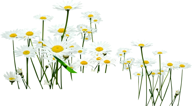 【PNG素材网-png.mixinnet.cn】花 小雏菊 PNG