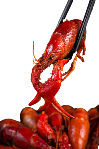 【PNG素材网-png.mixinnet.cn】龙虾