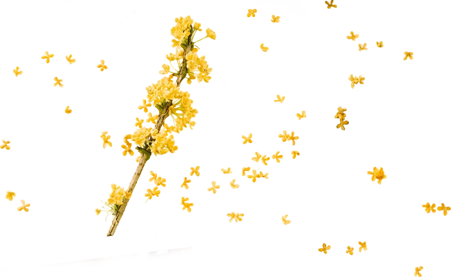 【PNG素材网-png.mixinnet.cn】桂花高清png；桂花免扣素材；中秋元素；鲜花透明底素材