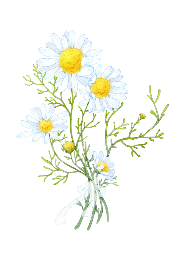 【PNG素材网-png.mixinnet.cn】洋甘菊1