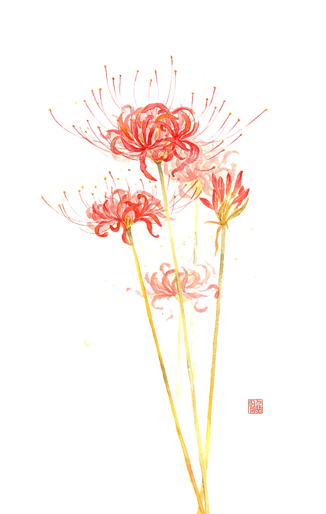 【PNG素材网-png.mixinnet.cn】霜降  彼岸花