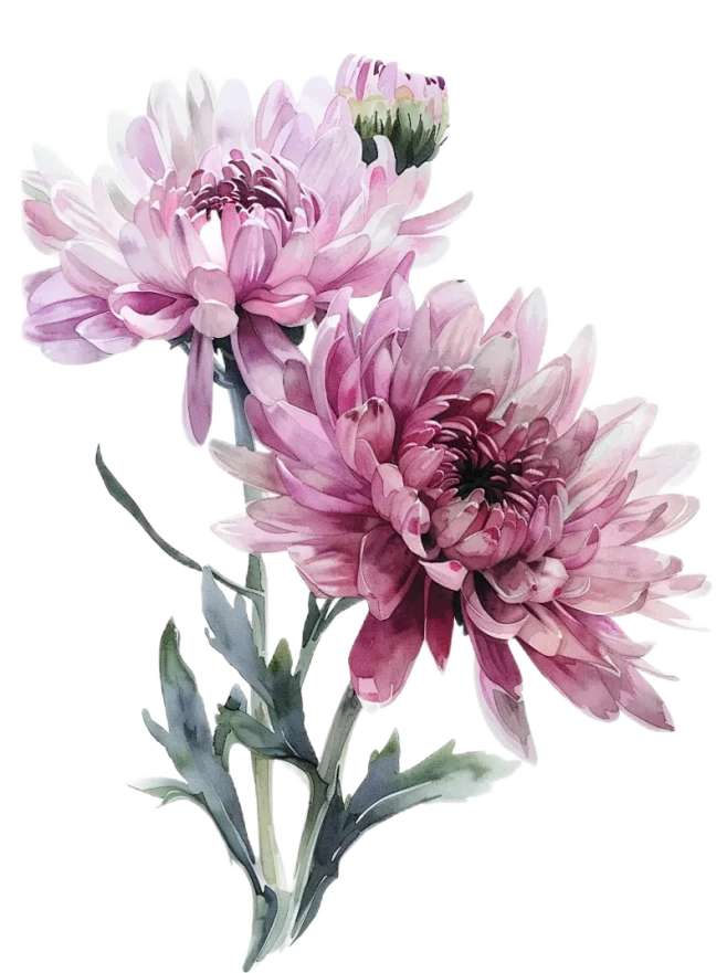 【PNG素材网-png.mixinnet.cn】菊花元素菊花PNG