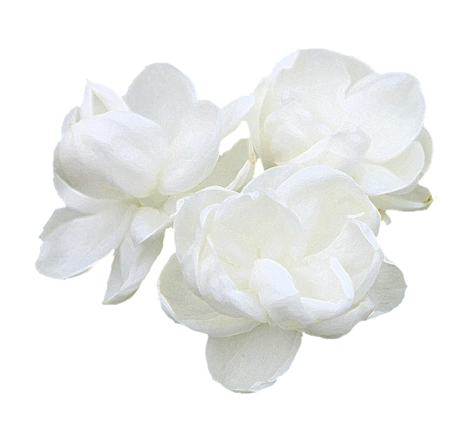 【PNG素材网-png.mixinnet.cn】白芍2