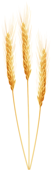 【PNG素材网-png.mixinnet.cn】小麦