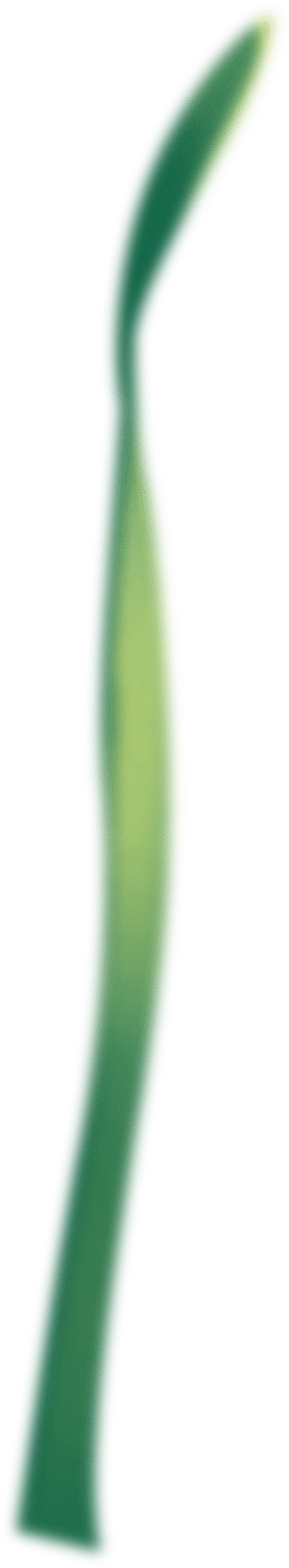 【PNG素材网-png.mixinnet.cn】春季节气完整插画A-水仙花叶子