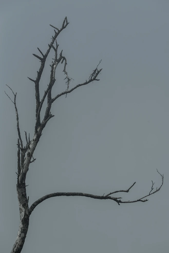 【PNG素材网-png.mixinnet.cn】Dead Coast (246)