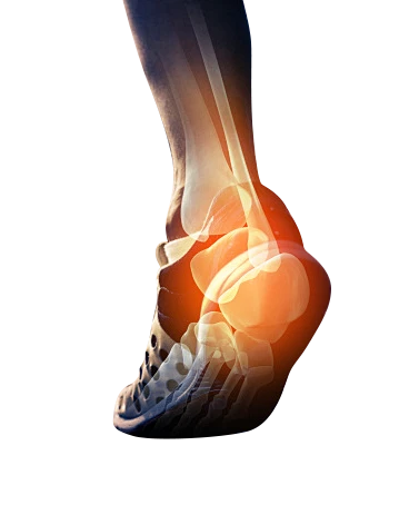 【PNG素材网-png.mixinnet.cn】脚 脚印 脚底