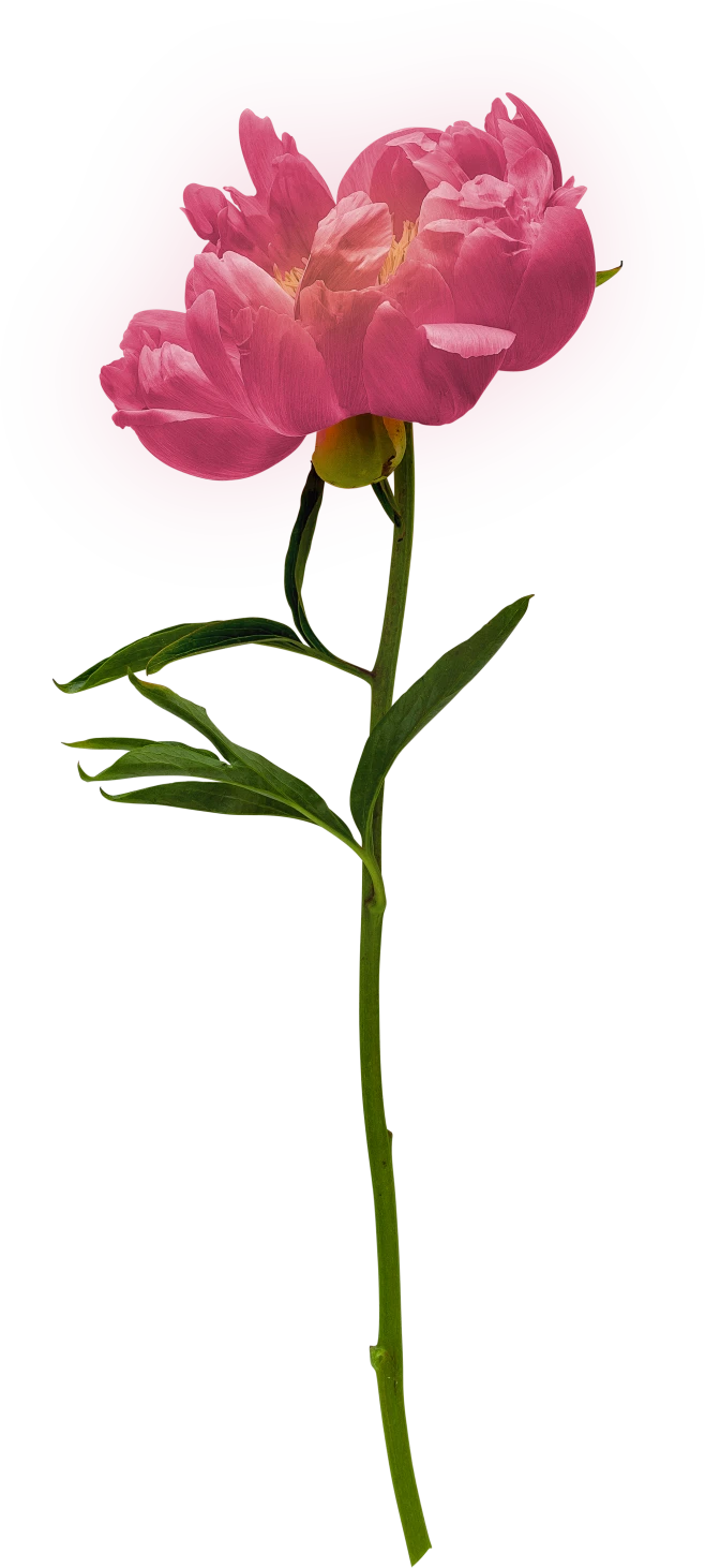 【觅图网-pic.51mitu.com】仙女粉牡丹花PNG