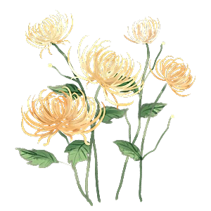 【觅图网-pic.51mitu.com】手绘水墨菊花重阳节花卉海报背景PNG