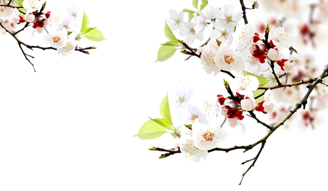 【PNG素材网-png.mixinnet.cn】梨花北坤人素材