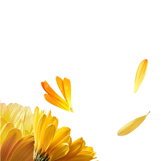 【PNG素材网-png.mixinnet.cn】金盏花