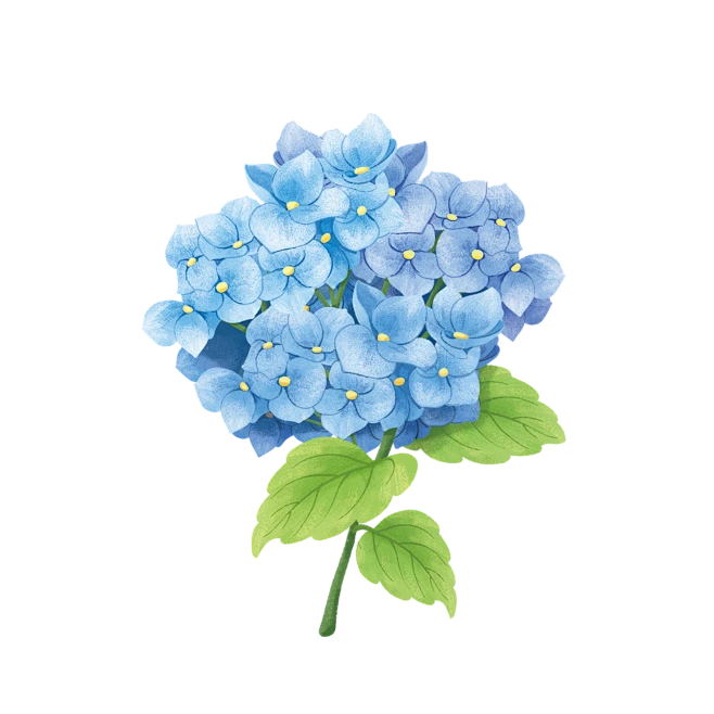 【PNG素材网-png.mixinnet.cn】PNG素材网_402562794_绣球花(非企业商用)