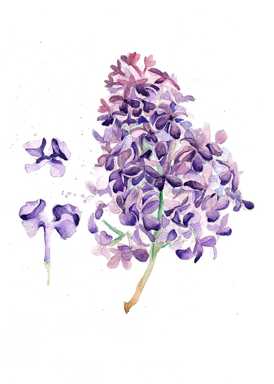 【觅图网-pic.51mitu.com】觅图网-紫色花朵