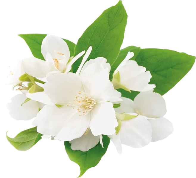 【遵图网-zunyi114.com】花