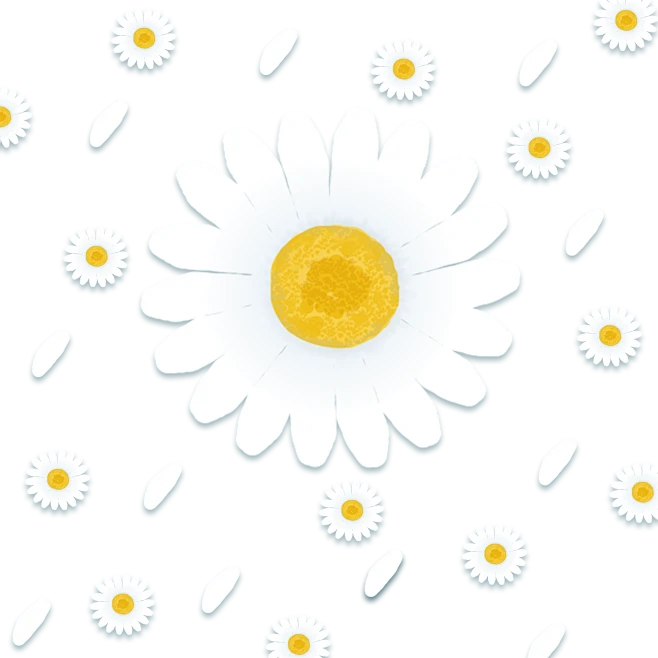 【PNG素材网-png.mixinnet.cn】雏菊白色菊花手绘