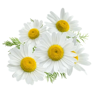 【PNG素材网-png.mixinnet.cn】Chamomile_Flower_Ingredient_600x.png (300×300)