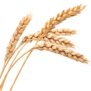 【PNG素材网-png.mixinnet.cn】小麦