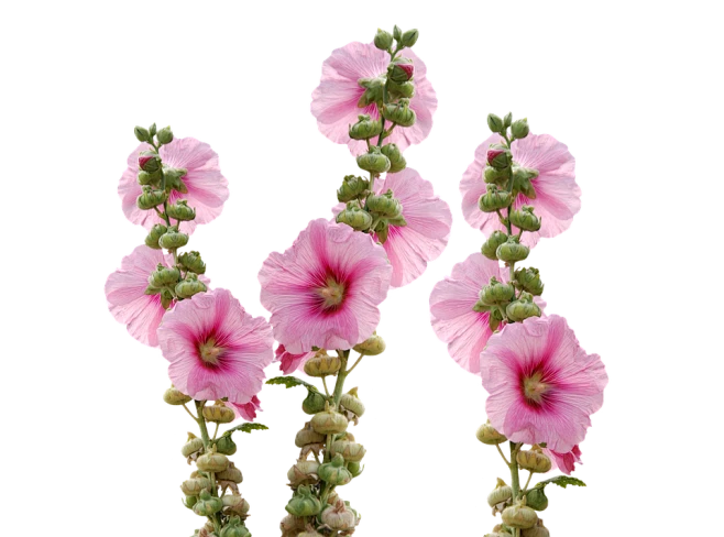 【觅图网-pic.51mitu.com】蜀葵 (3)