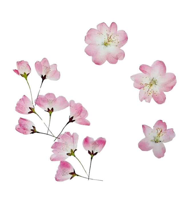 【觅图网-pic.51mitu.com】海棠花压花标本