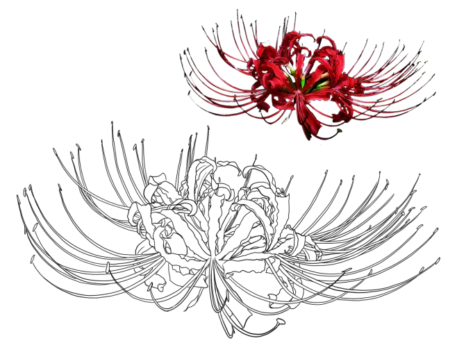 【PNG素材网-png.mixinnet.cn】彼岸花
