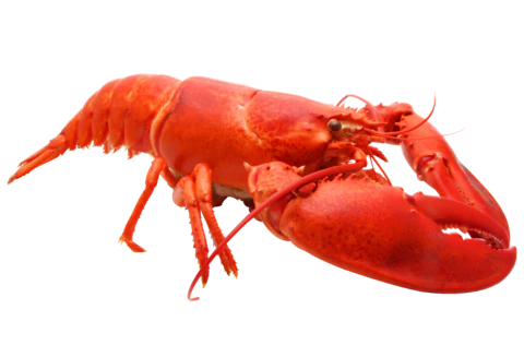【PNG素材网-png.mixinnet.cn】龙虾