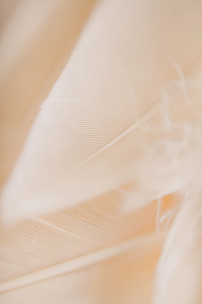 【PNG素材网-png.mixinnet.cn】PNG素材网素材_橘色羽毛的背景。_182947333背景