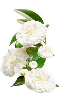 【PNG素材网-png.mixinnet.cn】山茶花