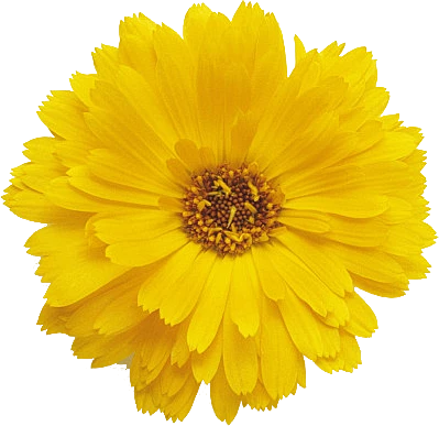 【PNG素材网-png.mixinnet.cn】万寿菊1