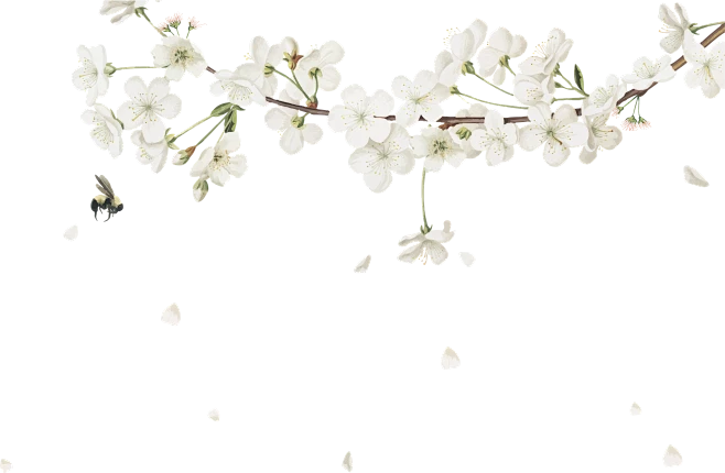 【觅图网-pic.51mitu.com】梨花