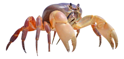 【PNG素材网-png.mixinnet.cn】螃蟹