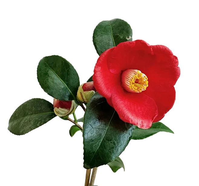 【PNG素材网-png.mixinnet.cn】山茶花素材
