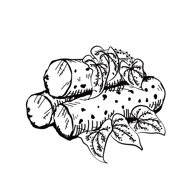 【PNG素材网-png.mixinnet.cn】山药-插图_画板 1