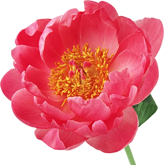 【PNG素材网-png.mixinnet.cn】花花png