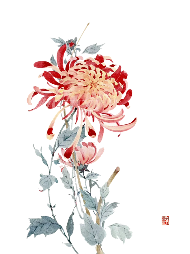 【PNG素材网-png.mixinnet.cn】9月-菊花4