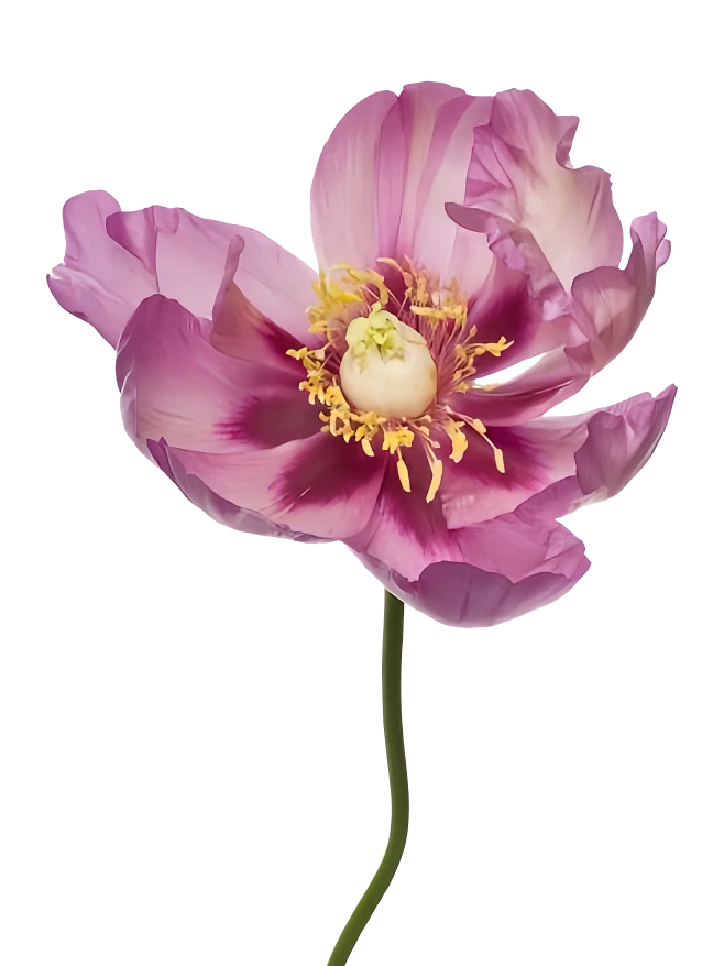 【PNG素材网-png.mixinnet.cn】花花11