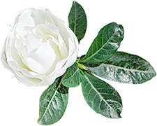 【PNG素材网-png.mixinnet.cn】图层-5