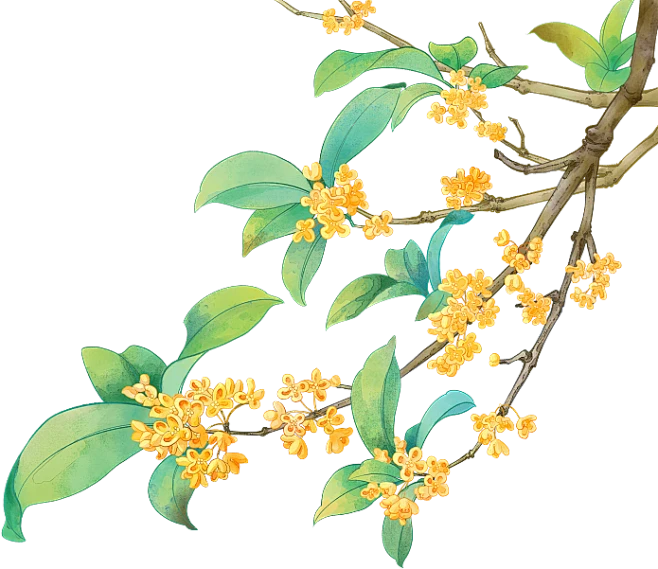 【PNG素材网-png.mixinnet.cn】桂花 - 50