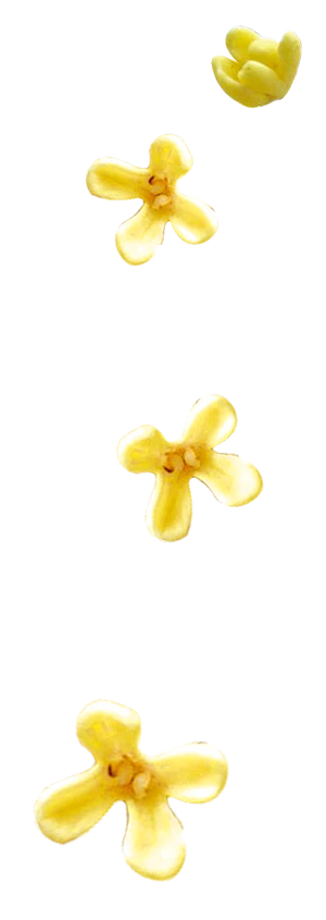 【PNG素材网-png.mixinnet.cn】桂花散2
