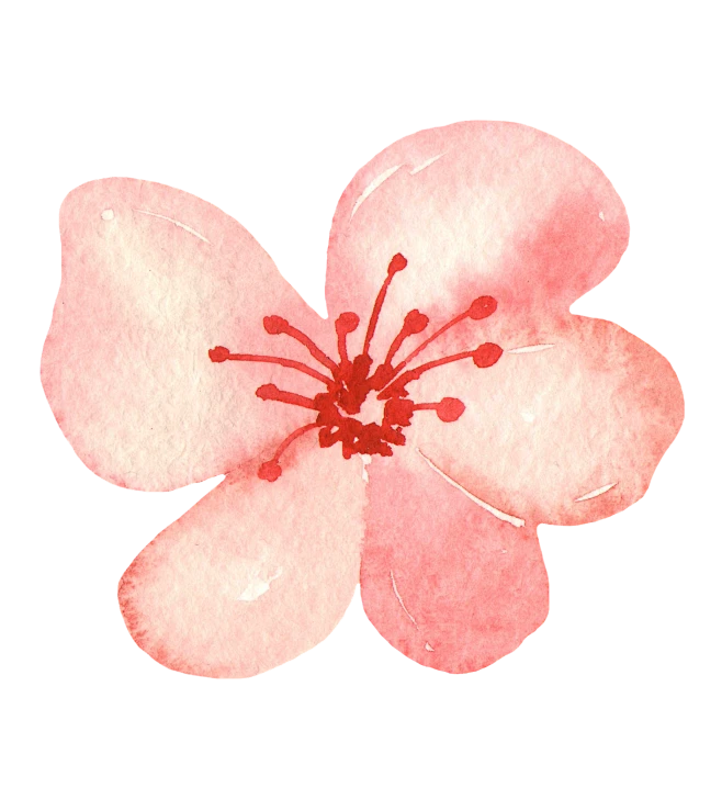 【觅图网-pic.51mitu.com】手绘水彩木棉花花卉植物透明背景免扣PNG图案 手账PS (1