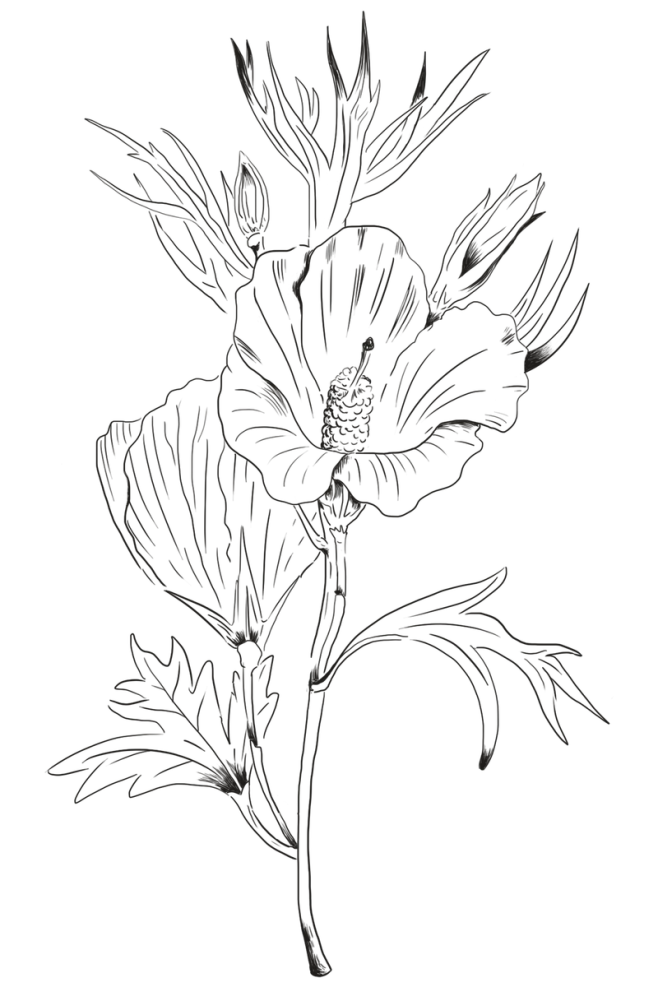 【PNG素材网-png.mixinnet.cn】手绘丁香木槿花透明png