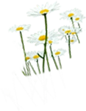 【PNG素材网-png.mixinnet.cn】小菊花2