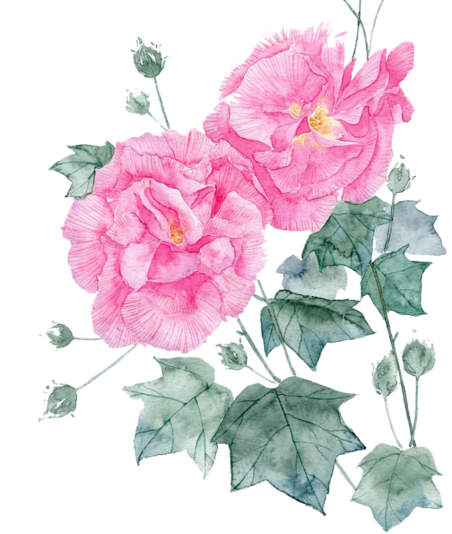 【PNG素材网-png.mixinnet.cn】木芙蓉2