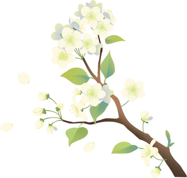 【PNG素材网-png.mixinnet.cn】桃李教师节插画元素李子花
