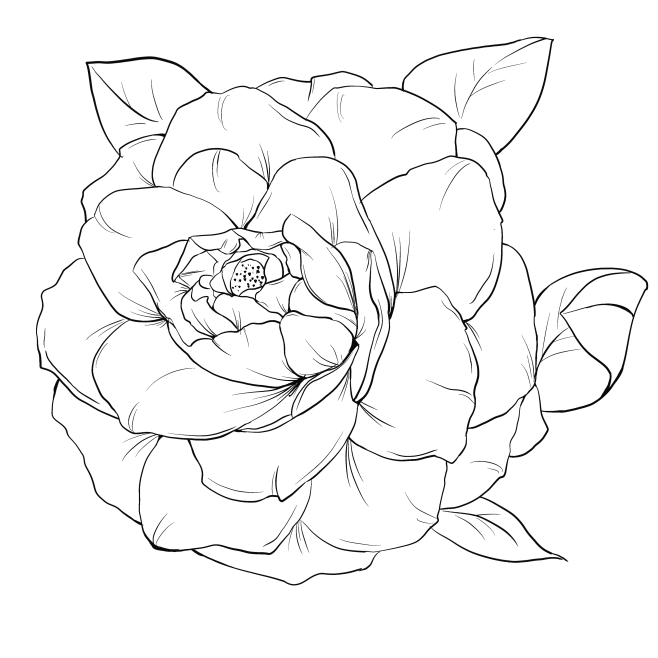 【PNG素材网-png.mixinnet.cn】山茶花