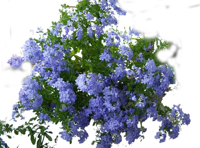 【觅图网-pic.51mitu.com】蓝雪花
